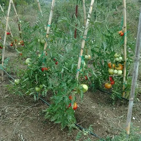 別荘 Traditional Stonehouse ポティスティカ