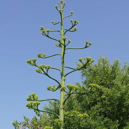 Traditional Stonehouse 別荘 ポティスティカ