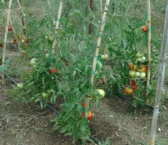 Case de vacanță Traditional Stonehouse Potistika
