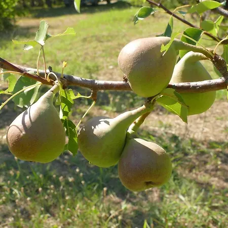 Traditional Stonehouse בית נופש *