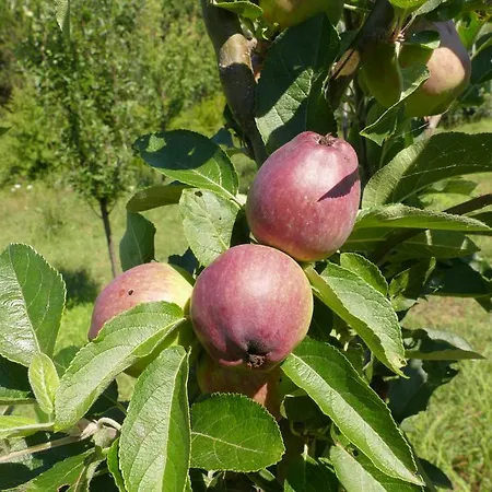 Traditional Stonehouse * פוטיסטיקה
