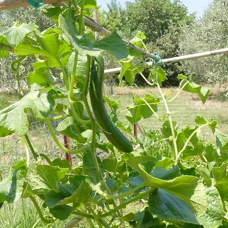 Traditional Stonehouse פוטיסטיקה