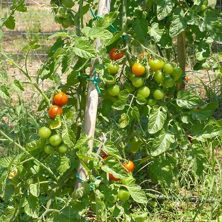 Traditional Stonehouse בית נופש