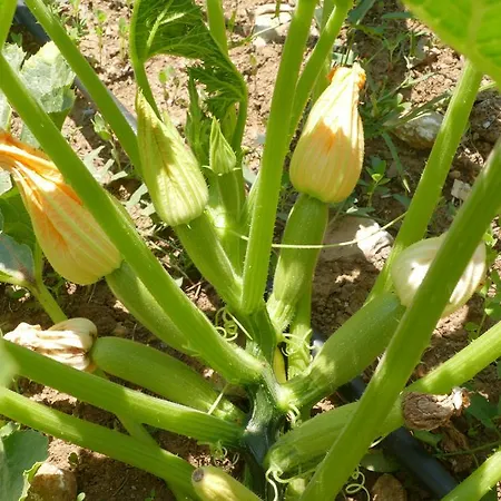 Traditional Stonehouse Feriehus *