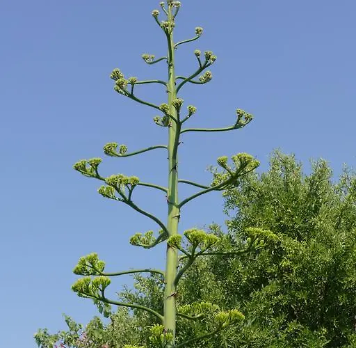 Traditional Stonehouse Semesterbostad Potistika