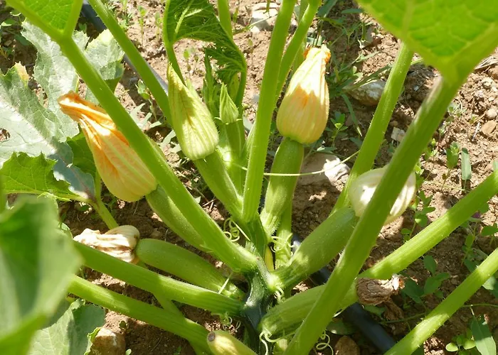 Traditional Stonehouse Semesterbostad *